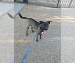Small Photo #2 American Staffordshire Terrier-Siberian Husky Mix Puppy For Sale in phoenix, AZ, USA