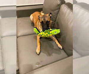 Sparrow (Courtesy Post) Foster or Adopt Me! - Male German Shepherd Dog-Unknown Mix Dog for Adoption - Photo #4