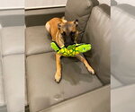 Small Photo #4 German Shepherd Dog-Unknown Mix Puppy For Sale in Lake Forest, CA, USA