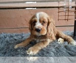 Small Photo #6 English Cocker Spaniel Puppy For Sale in HONEY BROOK, PA, USA