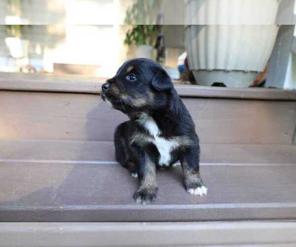 Medium Photo #5 Miniature Australian Shepherd Puppy For Sale in DAWSON, GA, USA
