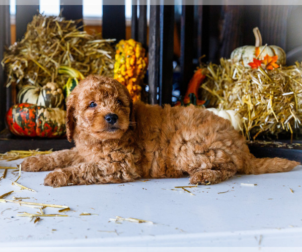 Medium Photo #14 Goldendoodle-Poodle (Miniature) Mix Puppy For Sale in WAKARUSA, IN, USA