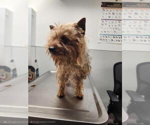 Mutt Dogs for adoption in Tracy, CA, USA