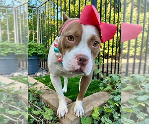 Ember - Female American Pit Bull Terrier-Unknown Mix Dog for Adoption - Photo #7