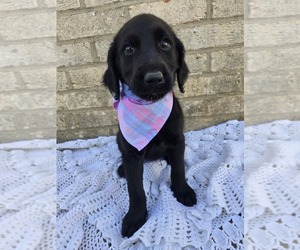 Labradoodle Puppy for Sale in WILLIAMSTOWN, Kentucky USA
