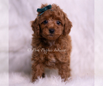 Small #4 Poodle (Miniature)
