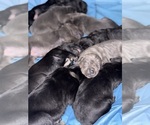 Small #32 Cane Corso