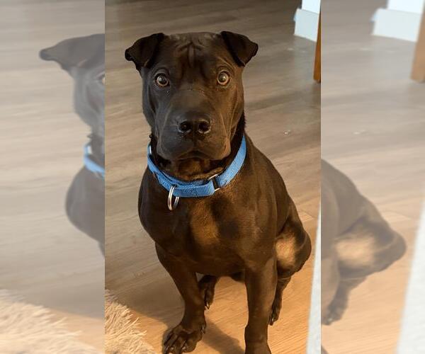 Medium Photo #1 Mutt Puppy For Sale in Rockwall, TX, USA
