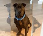 Moose - Male Mutt Dog for Adoption - Small photo