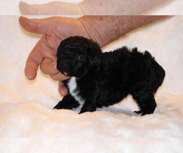 Medium Photo #8 Poodle (Toy) Puppy For Sale in DYERSBURG, TN, USA