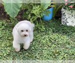 Small #8 Bichon Frise