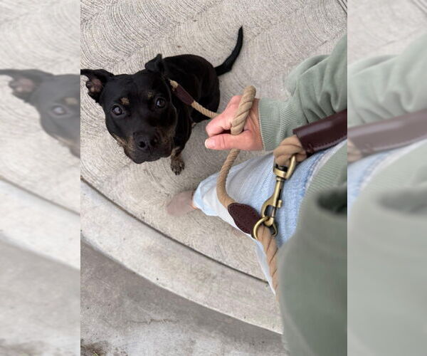 Medium Photo #2 American Pit Bull Terrier-American Staffordshire Terrier Mix Puppy For Sale in San Diego, CA, USA