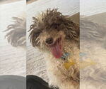 Small #2 Poodle (Miniature) Mix