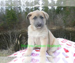 German Shepherd Dog Puppy for sale in PIEDMONT, MO, USA