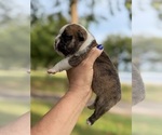 Small #1 English Bulldog