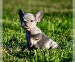 Small #14 French Bulldog