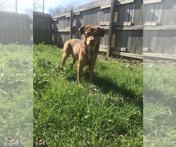 Medium Photo #2 Labrador Retriever Puppy For Sale in Jackson, MS, USA