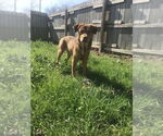 Small #1 Labrador Retriever