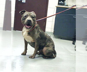 Mutt Dogs for adoption in Fayetteville, NC, USA