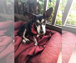 Small #5 Chihuahua