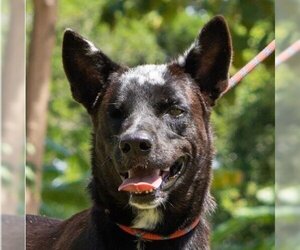Charcoal - Male Mutt Dog for Adoption - Photo #6