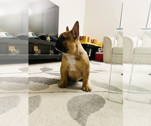 Medium Photo #16 French Bulldog Puppy For Sale in DAVIE, FL, USA