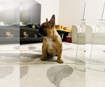 Small Photo #16 French Bulldog Puppy For Sale in DAVIE, FL, USA