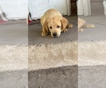 Puppy Red Labrador Retriever