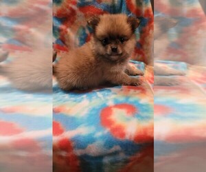 Chiranian Puppy for sale in GRAND RAPIDS, MN, USA