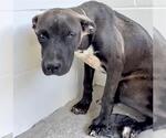 Small #1 Labrador Retriever Mix