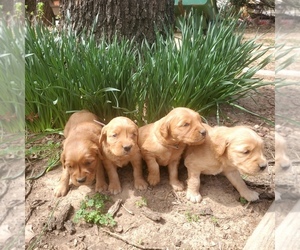 Golden Retriever Puppy for sale in MARLOW, OK, USA
