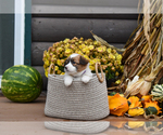 Puppy Candy Pembroke Welsh Corgi