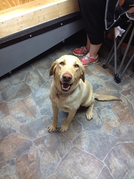 Medium Photo #1 Labrador Retriever Puppy For Sale in DILLWYN, VA, USA