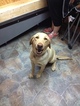 Small Photo #1 Labrador Retriever Puppy For Sale in DILLWYN, VA, USA