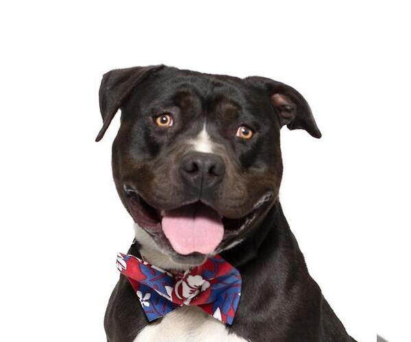 Medium Photo #1 American Pit Bull Terrier Puppy For Sale in Santa Maria, CA, USA