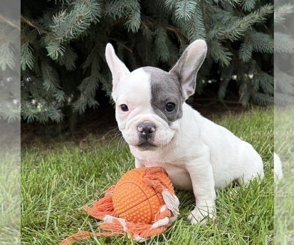 Medium Photo #4 French Bulldog Puppy For Sale in MIDDLEBURY, IN, USA