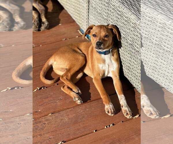 Medium Photo #4 Chihuahua-Unknown Mix Puppy For Sale in Westwood, NJ, USA