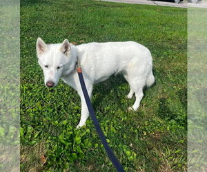 Miss Frost - Female Siberian Husky-Unknown Mix Dog for Adoption - Photo #3