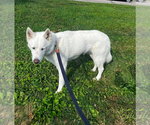 Small #2 Siberian Husky Mix
