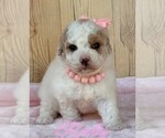 Puppy Puppy 6 Maltipoo