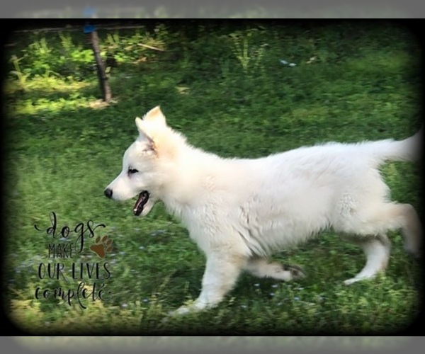 Medium Photo #14 German Shepherd Dog Puppy For Sale in MICANOPY, FL, USA