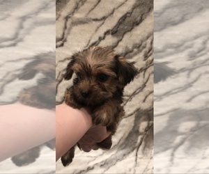 Yorkshire Terrier Puppy for sale in MOUNT CARMEL, PA, USA