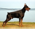 Small Photo #21 Doberman Pinscher Puppy For Sale in PALMDALE, CA, USA