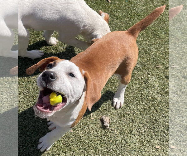 Medium Photo #12 Mutt Puppy For Sale in Tracy City, TN, USA