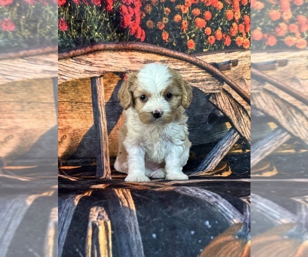 Medium Photo #8 Cavachon Puppy For Sale in GREENVILLE, MO, USA