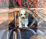 Small #7 Cavachon