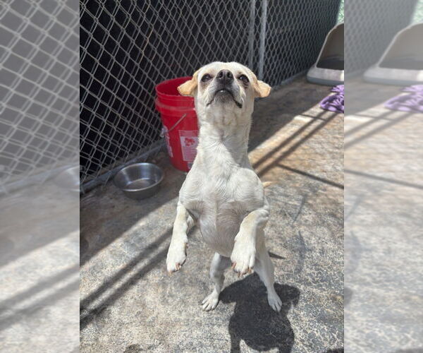 Medium Photo #2 Chihuahua Puppy For Sale in Apple Valley, CA, USA