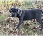 Small #1 Cane Corso