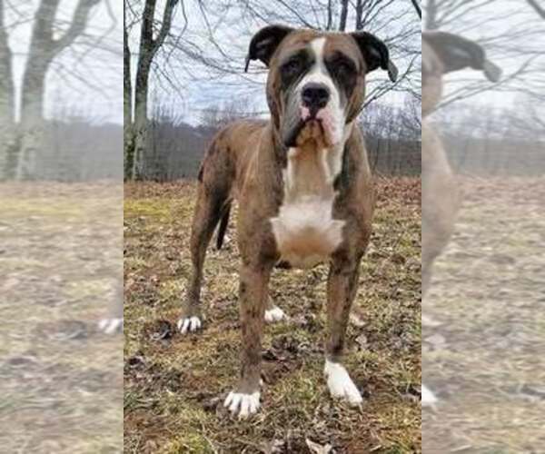 Medium Photo #1 Alapaha Blue Blood Bulldog Puppy For Sale in SHELOCTA, PA, USA