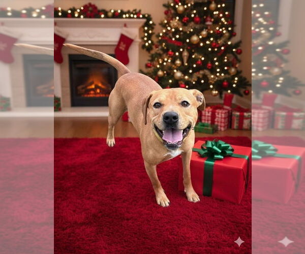 Medium Photo #8 Mutt Puppy For Sale in Evansville, IN, USA